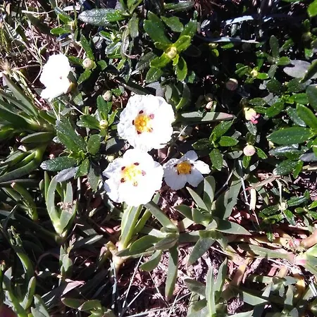 Casa Brisa Suave * Aljezur